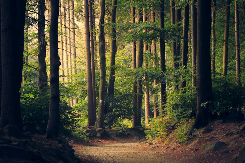 Old growth forest trail